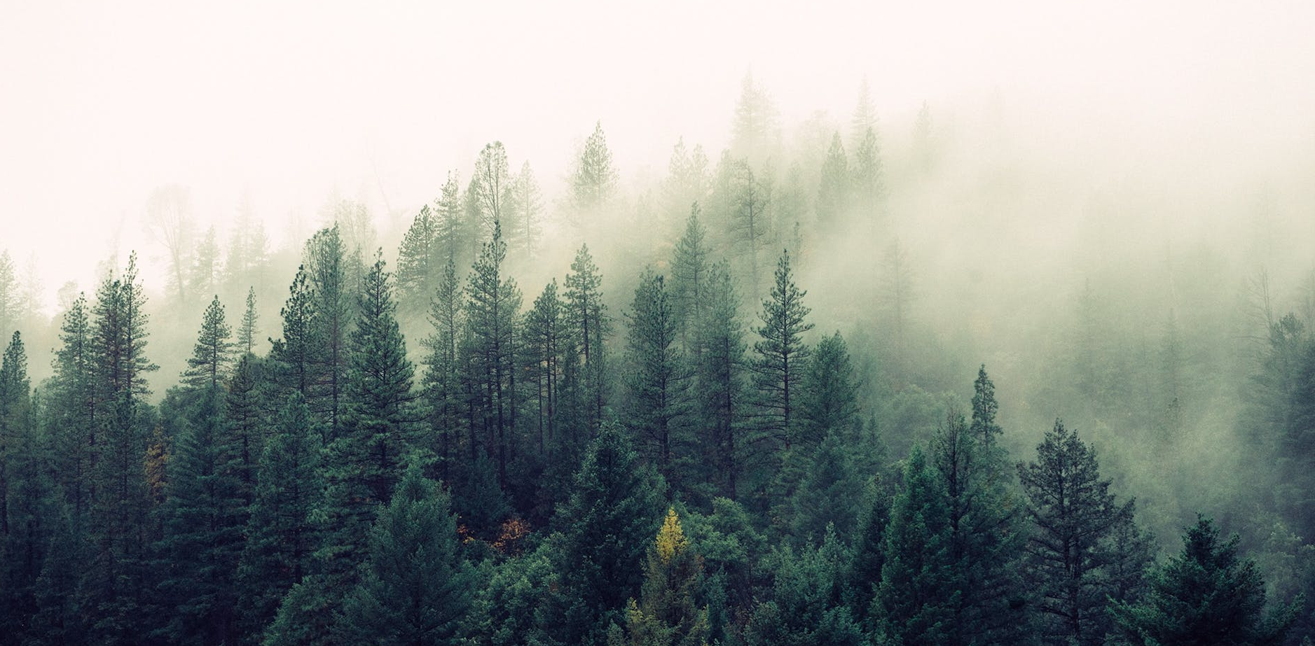 An entry image showing the Circle of Dreams Druid DnD 5e subclass